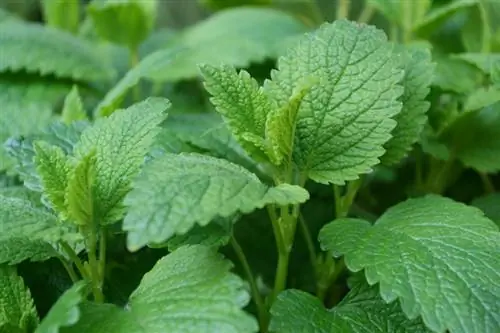 Lemon balm: Gaano karaming tubig ang kailangan nito?