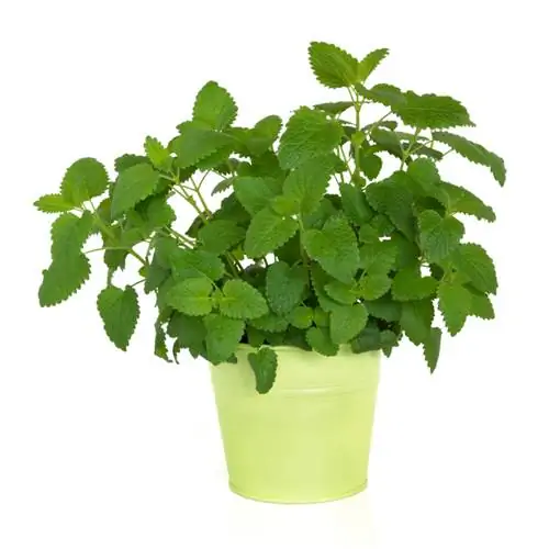 Tanaman hias lemon balm