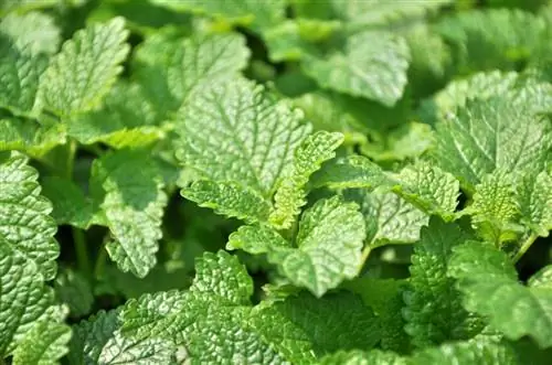 Ang lemon balm ay matibay