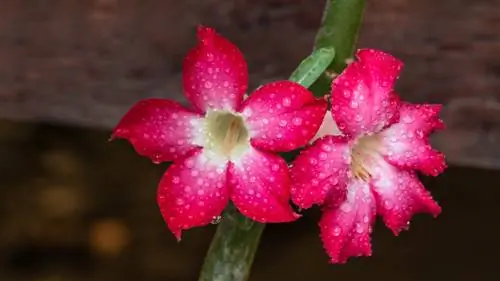 Prendersi cura adeguatamente delle rose del deserto: consigli per piante sane