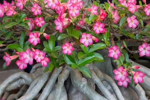 Skär ökenrosor: Hur man främjar tillväxt och blommor