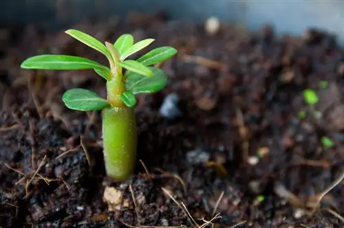 Forplantning af ørkenroser med succes: 2 metoder forklaret