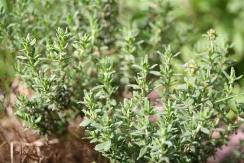 Overwintering thyme successfully: tips and tricks for care