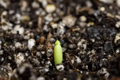 Cultivo de rosa do deserto: é assim que você pode cultivá-la a partir de sementes