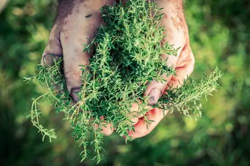 Tuai thyme dengan betul: Bila dan bagaimana untuk rasa yang terbaik?