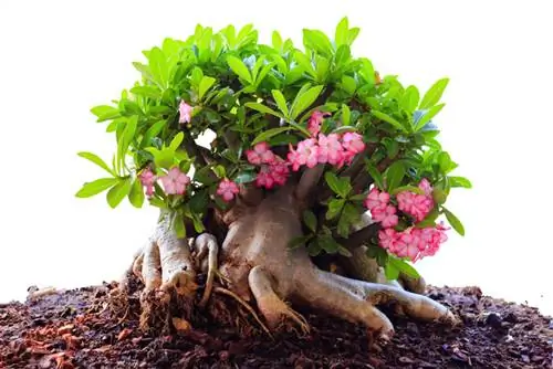 Desert rose and its toxicity: Dangers for humans and animals