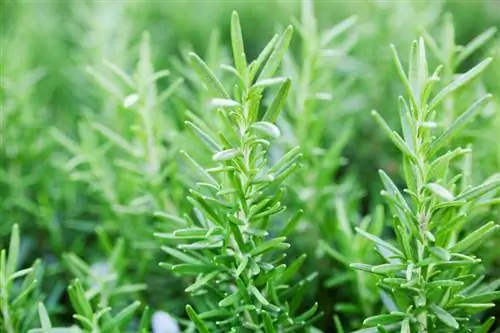 Perawatan Rosemary