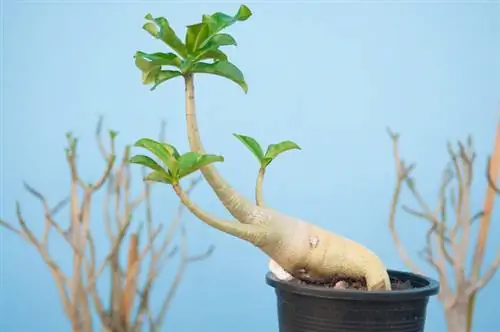 Transplantation de rose du désert