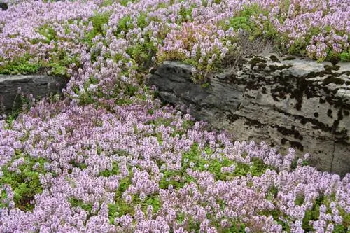 Ground cover thyme