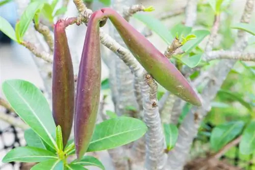 মরুভূমির গোলাপ বপন