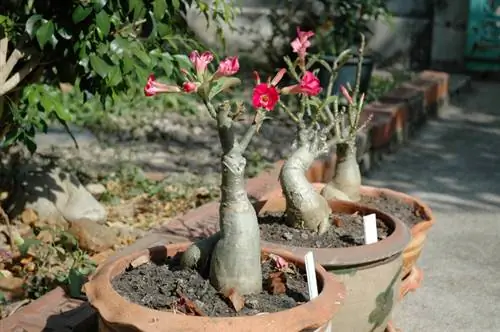 Desert rose menumpahkan daun