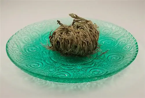 Rose of Jericho varmt vand