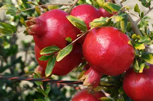 רימון בגינה