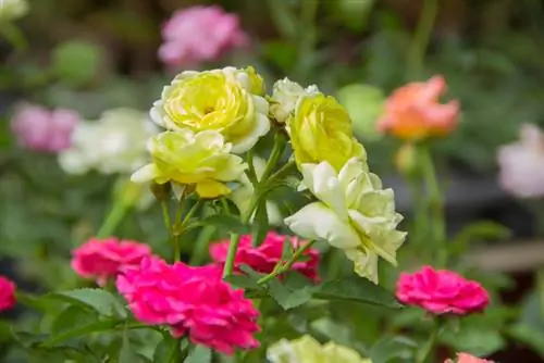 Tipos de rosas de cobertura do solo