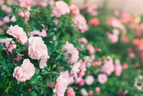 Rosas que cubren el suelo con agua