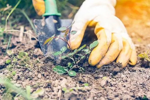 Plantar rosas que cubren el suelo: así es como prosperan