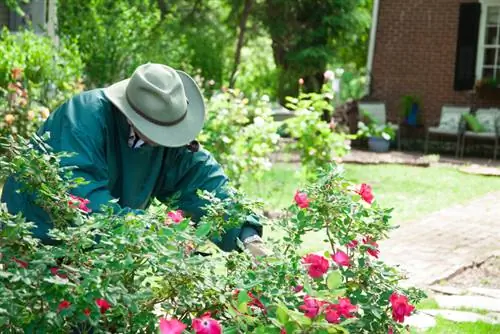 Rosas que cubren el suelo: ¿Qué distancia de plantación debería elegir?