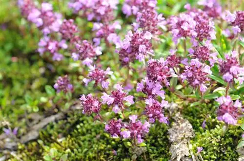 Thyme kali: Mbadala bora kwa lawn?