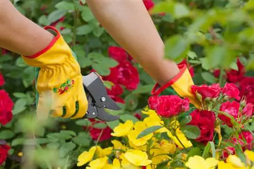 När och hur man skär marktäckande rosor: tips och tricks