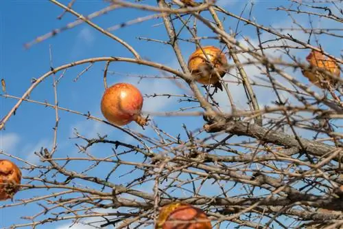 Pomegranate hardy: varieties at wintering tips