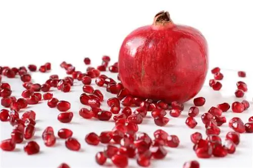 Sow pomegranate