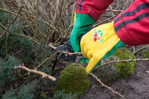 Ground cover roses pruning in spring