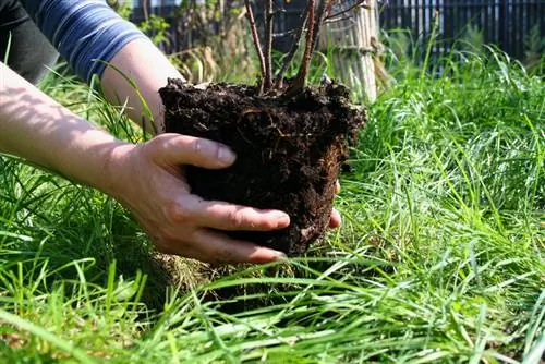 Plantar rosas arbustivas correctamente: ¿Cuándo es el momento ideal para plantar?