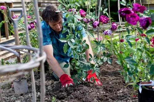 Planting shrub roses: location, planting time & instructions