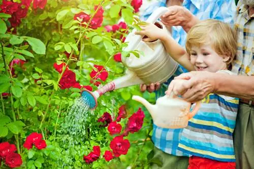 Skötsel av buskros: tips för friska och blommande växter