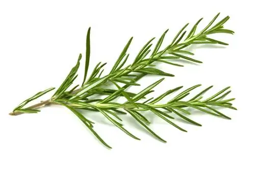 Magpalaganap ng rosemary