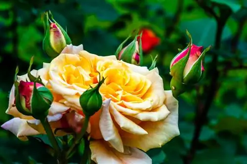 The most beautiful bush rose varieties for colorful gardens