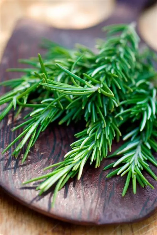 Kuvuna rosemary