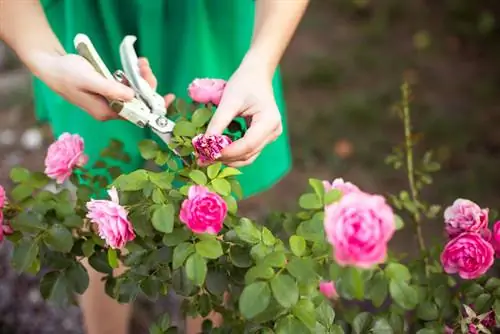 بریدن گل رز بوته ای: چه زمانی، چگونه و چرا مهم است؟