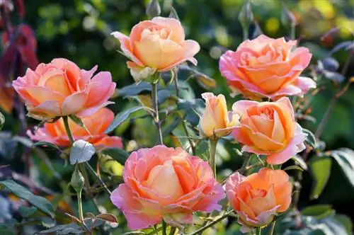 Species of noble roses