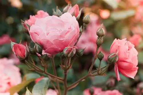 Noble rose care: Tips for he althy and blooming roses