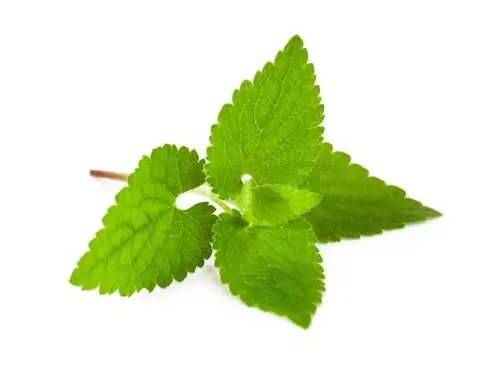 Magpalaganap ng lemon balm