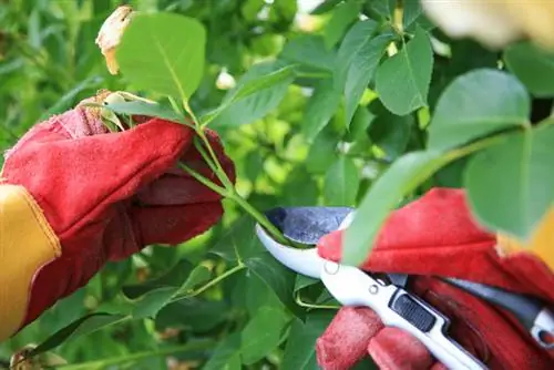 Potatura delle rose nobili