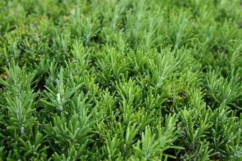 Fertilize rosemary