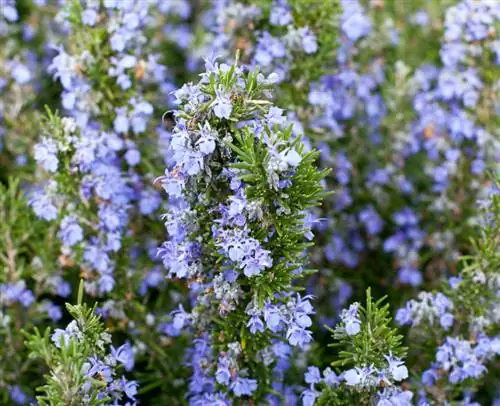 Rosemary: origin, history and versatile uses