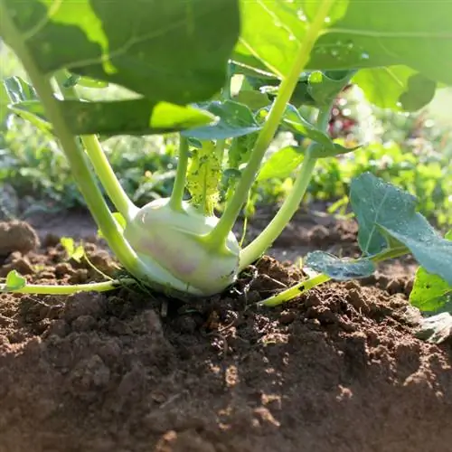 Growing kohlrabi