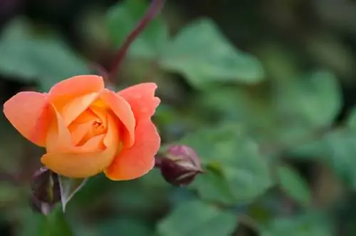 Variétés de roses parfumées : Les arômes les plus beaux et les plus forts du jardin