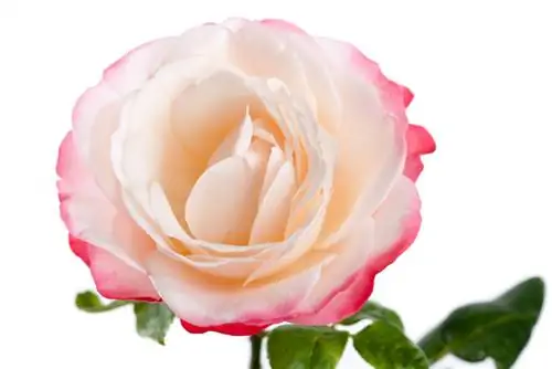 Blooming Rose Nostalgia: Mesures de poda importants