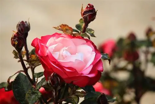 Planta en maceta de nostalgia rosa