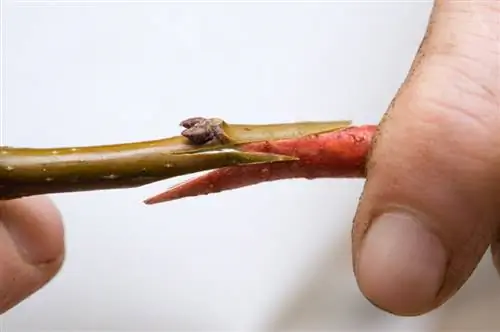 Grafting cherry trees: This is how the grafting is successful