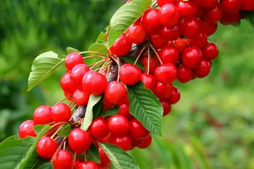 Cherry tree garden