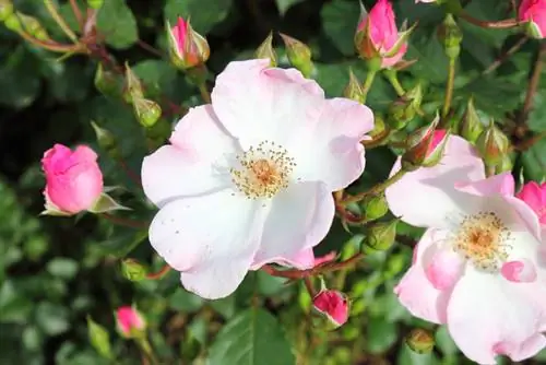 Wild roses in the garden