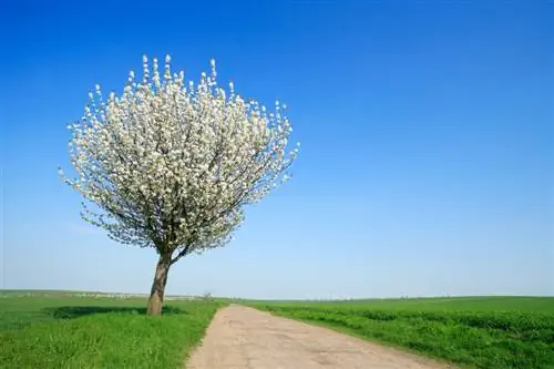 Verzorging van kersenbomen: belangrijke tips voor een gezonde opbrengst