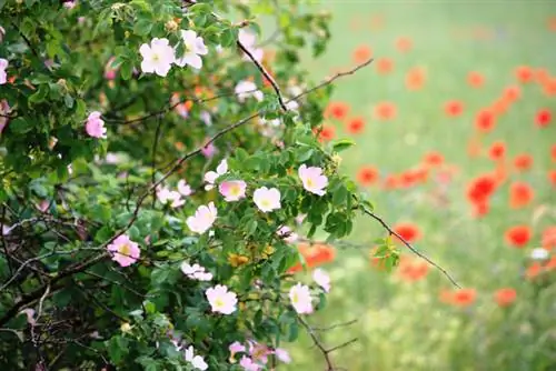 Wild rose as a hedge