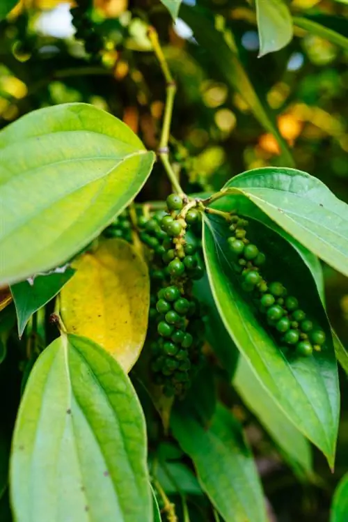 Pebre real: cultivar, cuidar i collir al vostre propi jardí