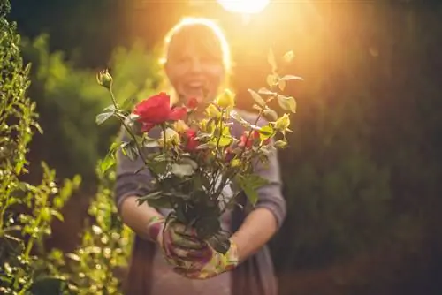 Plant geurige rose: wenke vir ligging, substraat en spasiëring